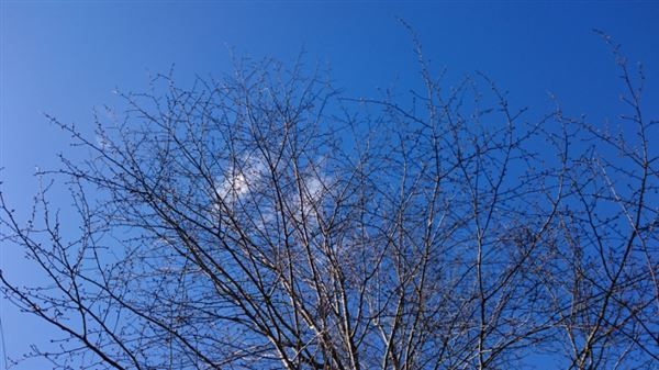 老犬ホームのケア